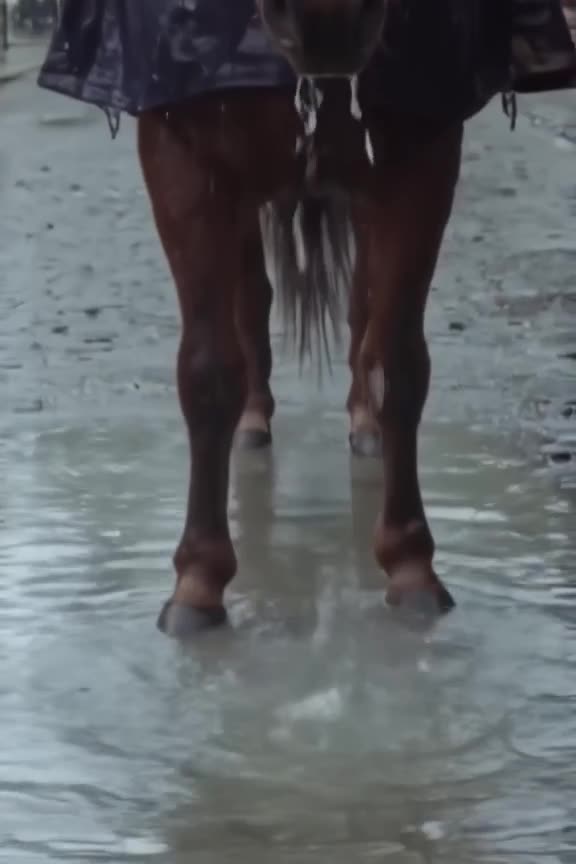 A horse wears a tiny raincoat, standing in a puddle on a cobblestone street. Rain falls s…