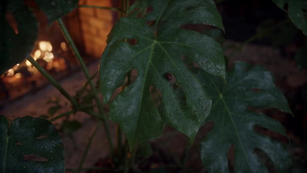 Macro shot of a single leaf of a monstera plant wilting dramatically under harsh, cold li…
