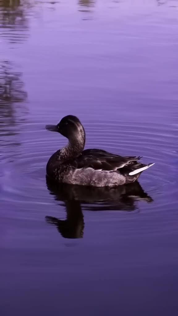 A duck quacks sharply, and the sound wave visibly distorts the air around it, rippling th…