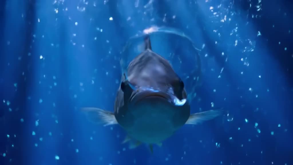 A catfish blows perfect bubble rings in a clear blue aquarium. Underwater volumetric ligh…