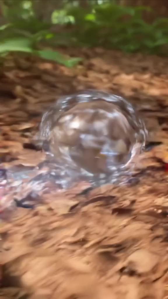 A snail’s shell spins rapidly like a tiny top, leaving a glittering silver trail, forest …