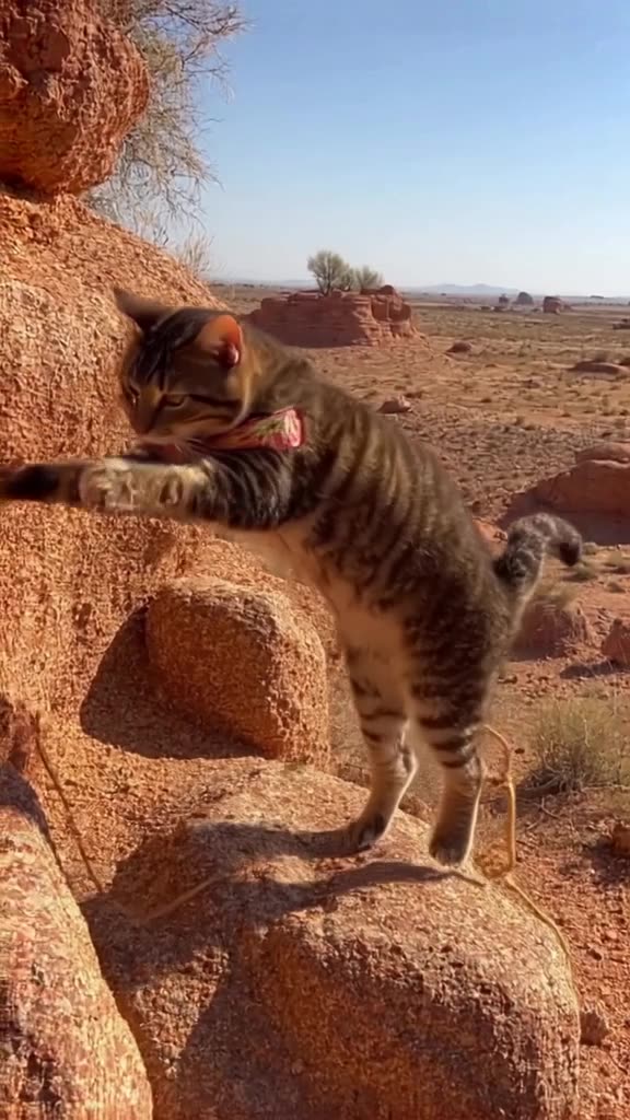 A cat with a bowtie bungee jumps from a rock formation. The elastic band is made of yarn.…