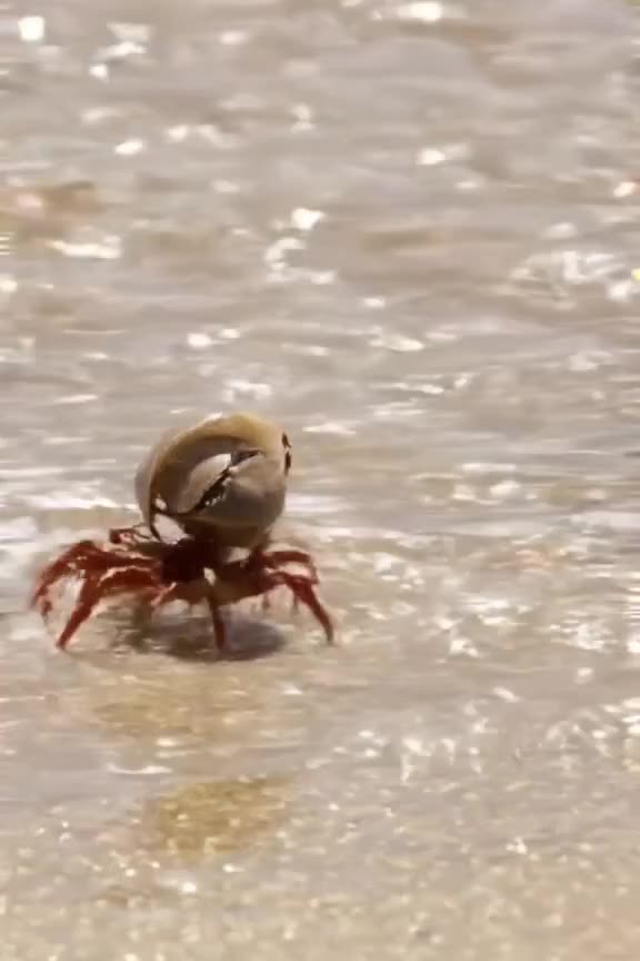 POV: A tiny crab scuttling across wet sand, carrying a shell twice its size. Sunlight gli…