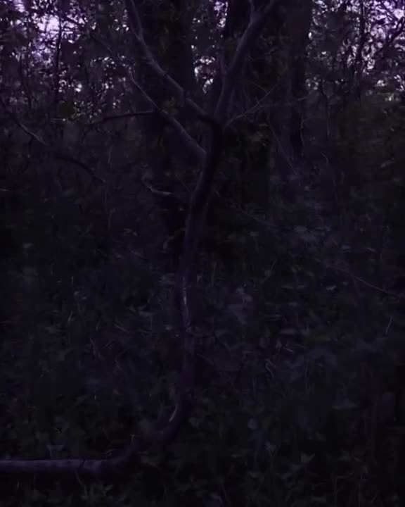 A dead branch twitches and points like a finger at something off-screen, forest underbrus…