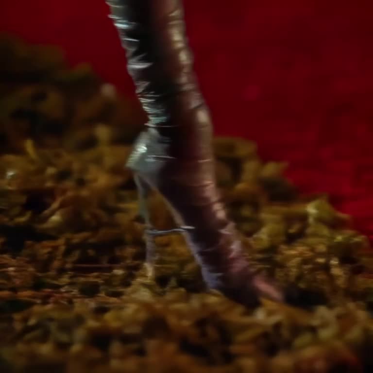 A centipede wears tiny high-heeled boots and struts down a red carpet made of dried moss.…