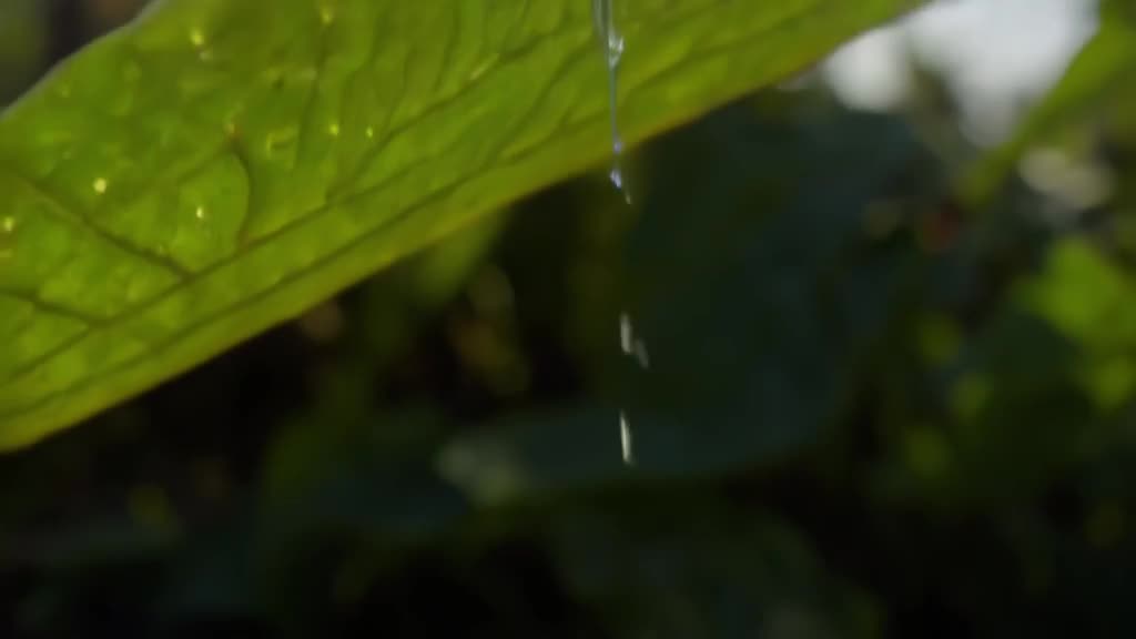 Slow motion tracking shot of a dewdrop rolling off a large green leaf. It hits the ground…
