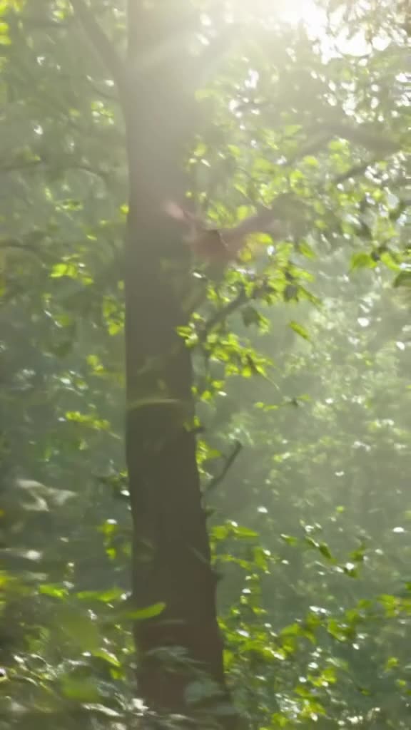 A single feather drifts down through a sun-drenched forest canopy. Camera follows the fea…