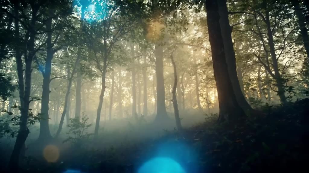 Fireflies blinking in sync like a synchronized light show in a misty forest. Low angle sh…