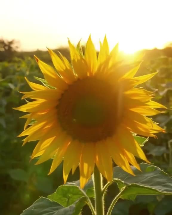 Time-lapse style smooth motion of a sunflower turning its head to track the camera lens. …