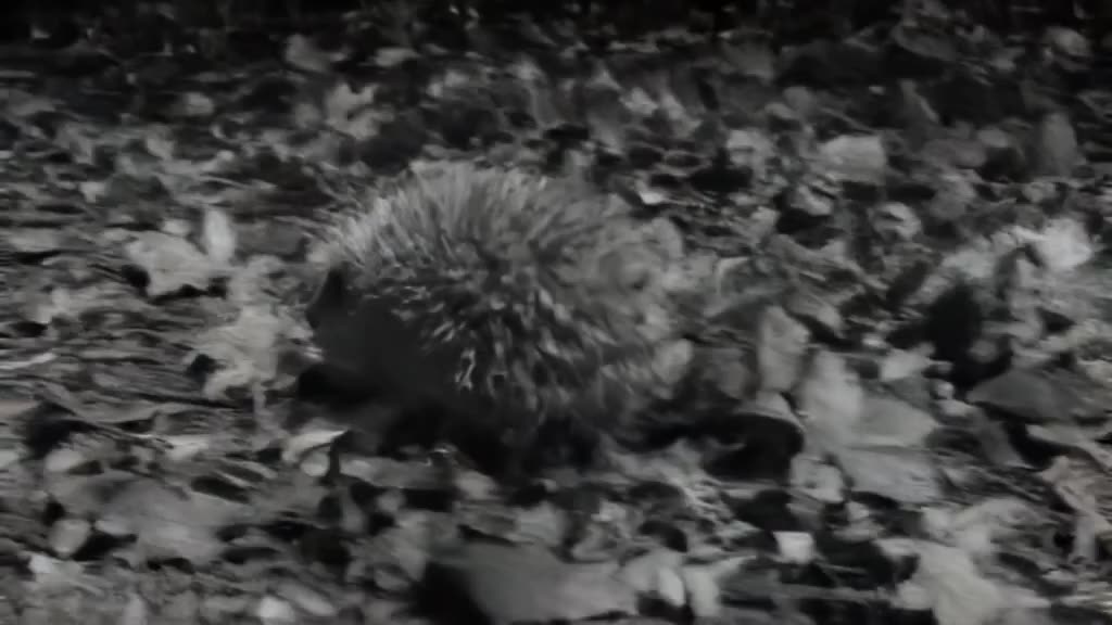 A tiny hedgehog rolls into a pile of autumn leaves, transforming into a spiky ball. A fri…