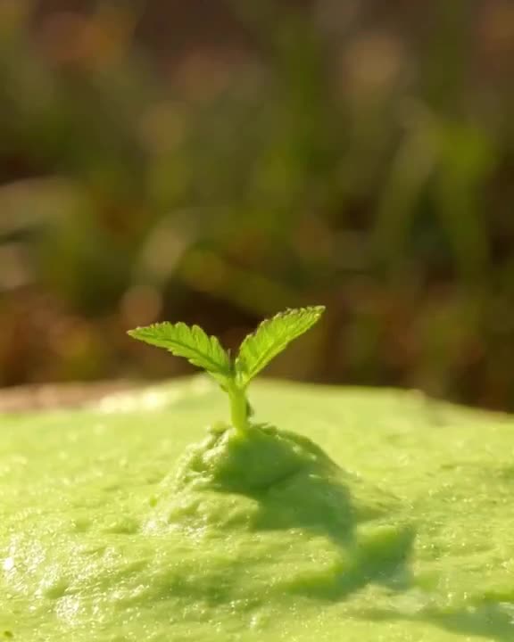 A tiny green mint sprout erupts from a scoop of vibrant green ice cream, rapidly growing …