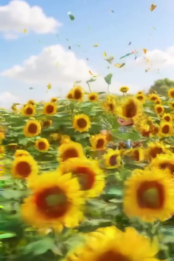 A motorcycle drives through a field of sunflowers. Every flower it passes tilts to follow…