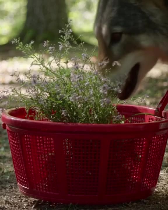 A classic red riding hood basket sits on a forest path. A wolf’s snout appears, but it ge…
